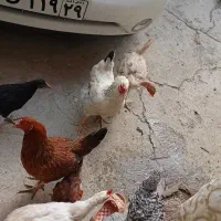 خروس مرغ جوجه