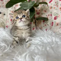 بریتیش بلک گلد ماربل