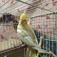 عروس هلندی یک جفت|پرنده|نگین شهر, |دیوار