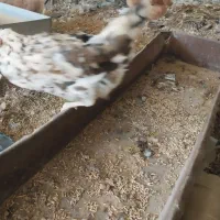 تخم نطفه دار برهما و گلین|حیوانات مزرعه|شهرضا, |دیوار