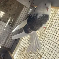 کبوتر پرشی|پرنده|ابهر, |دیوار