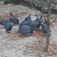 فروش مرغ شاخدار   نر و ماده|حیوانات مزرعه|گرگان, |دیوار