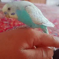 مرغ عشق شش ماهشه|پرنده|ساوه, |دیوار