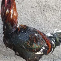 خروس لاری|پرنده|آق قلا, |دیوار