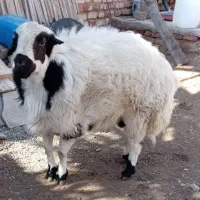 بره نر پرواری