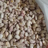 لوبیا چیتی|عمدهفروشی|خاو و میرآباد, |دیوار