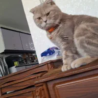 گربه اسکاتیش نر بسیار ارام دوس داشتنی