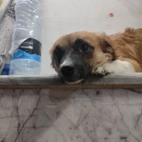 دوتا سگ پاپی بامزه و شیطون|سگ|کاشان, کارگر|دیوار