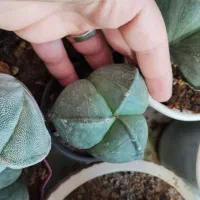 فروش کاکتوس|گل و گیاه طبیعی|الوند, |دیوار