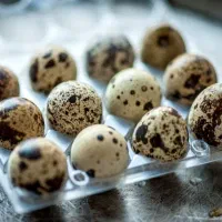 تخم بلدرچین . پک دوازده عددی ۴۷ تومن