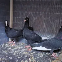 کبوتر قره سوری|پرنده|قم, یزدان‌شهر|دیوار