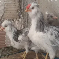 مرغ و خروس گلین
