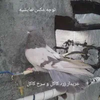 کبوتر اصفهانی پر زرد سرخ