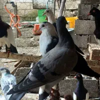 چند جفت کبوتر رنگی اس|پرنده|قائم‌شهر, |دیوار