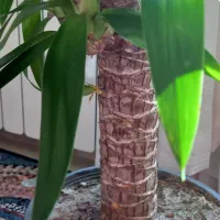 گل طبیعی|گل و گیاه طبیعی|سنندج, |دیوار