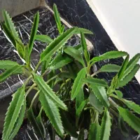 گلهای زیبا|گل و گیاه طبیعی|کرمانشاه, |دیوار