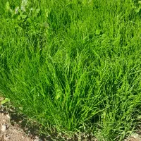 نشا پیاز قرمز خونی .کلی و جزئی بفروش می‌رسد