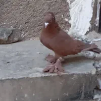 راعب اصیل معاوضه|پرنده|قرچک, میرزائی شمالی|دیوار