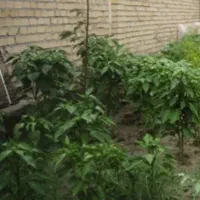 خانه مسکونی حیاط دار