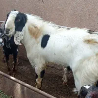 تکه یک سال و چهار ماه