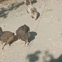 مرغ وخروس محلی|حیوانات مزرعه|نالوس, |دیوار