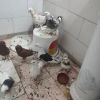 کبوتر رنگی