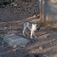 دوعدد توله سگ نژاد خراسانی|سگ|پیشوا, |دیوار