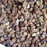 توت|عمده‌فروشی|کامیاران, |دیوار