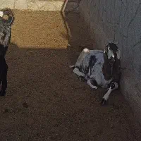 بز گلابی پاکستانی|حیوانات مزرعه|خمینی‌شهر, |دیوار