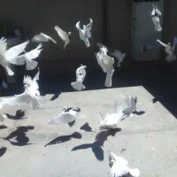 کبوتر طوقی اصل