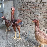فروش مرغ و خروس لاری