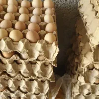 تخم مرغ نطفه دار وخوراکی