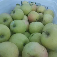 کارگر باغ سیب