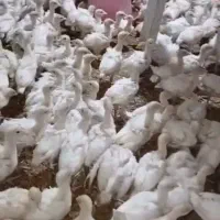 بوقلمون گوشتی
