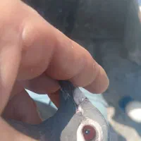 کفتر|پرنده|میناب, |دیوار