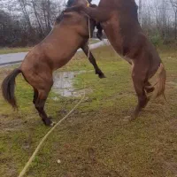 اسب کراند ۴سال تنومند