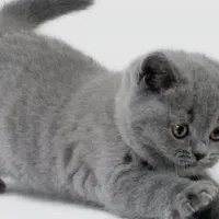 بچه بیریتیشین اسکاتیش/ ۲ماه /خالص/ اپارتمانی|گربه|کرج, فاز ۳ مهرشهر|دیوار