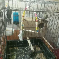 عروس هلندی نرو ماده با جوجه یک ماهه