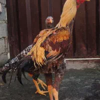 مرغ و خروس لاری