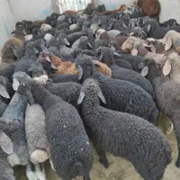 خرید و فروش بره پای پرواری