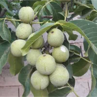 نهالستان گردو و بادام دیرگل و پربار پالیز