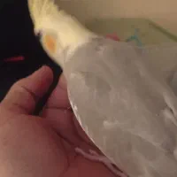 یک عدد مرغ عروس هلندی گم شده