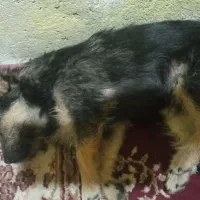 سگ نر ۲ ماهه واکسن خورده همراه باکس