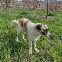 سگ واگذاری رایگان