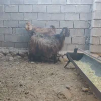 فروش بز کهره دار|حیوانات مزرعه|چرام, |دیوار