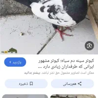 کبوتر سینه ای سبز گمشده
