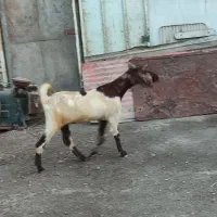 بز افغانی