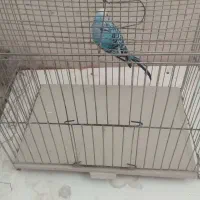 عروس هلندی  ومرغ عشق