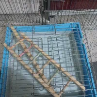 قفس طوطی تا شو