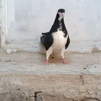 کبوتر ساده سیاه ماده